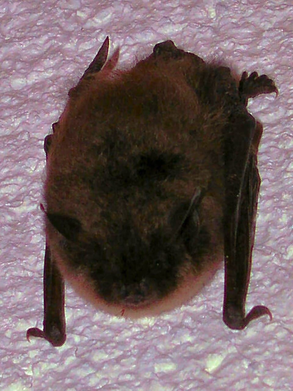 Bat at Kings Island