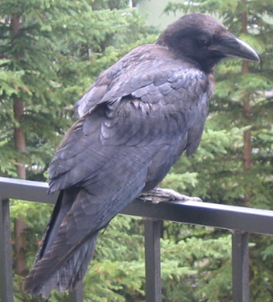 The Raven at Holiday World
