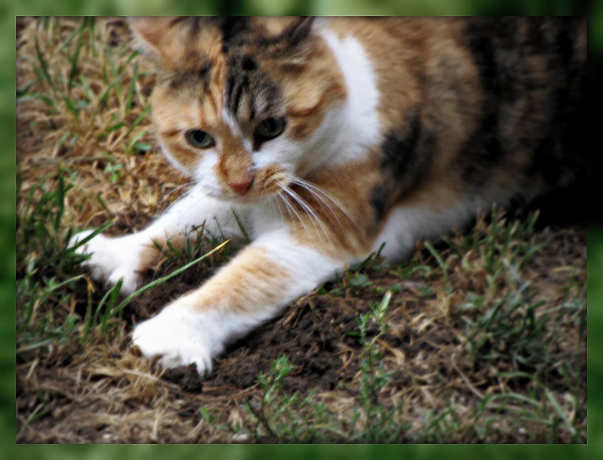Wild Thing