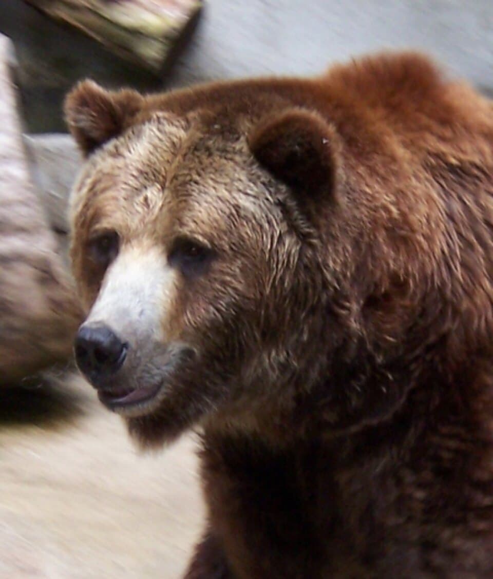 Grizzly at Kings Dominion