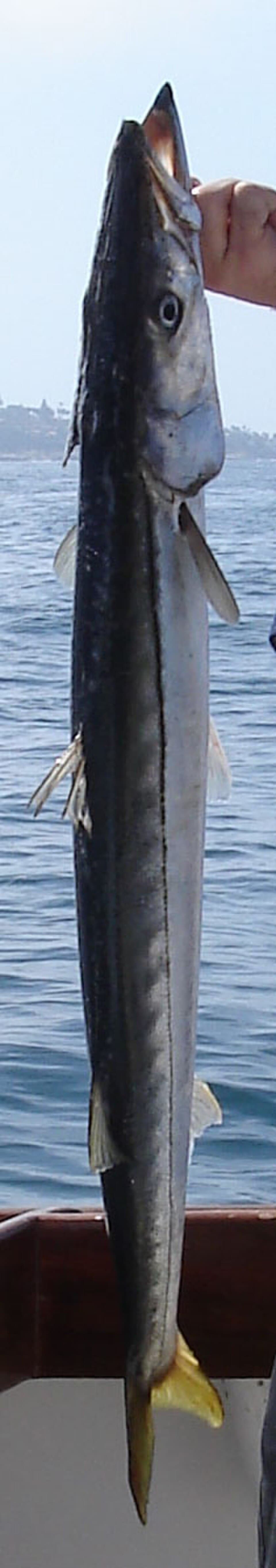 Barracuda at Jolly Roger Amusement Park