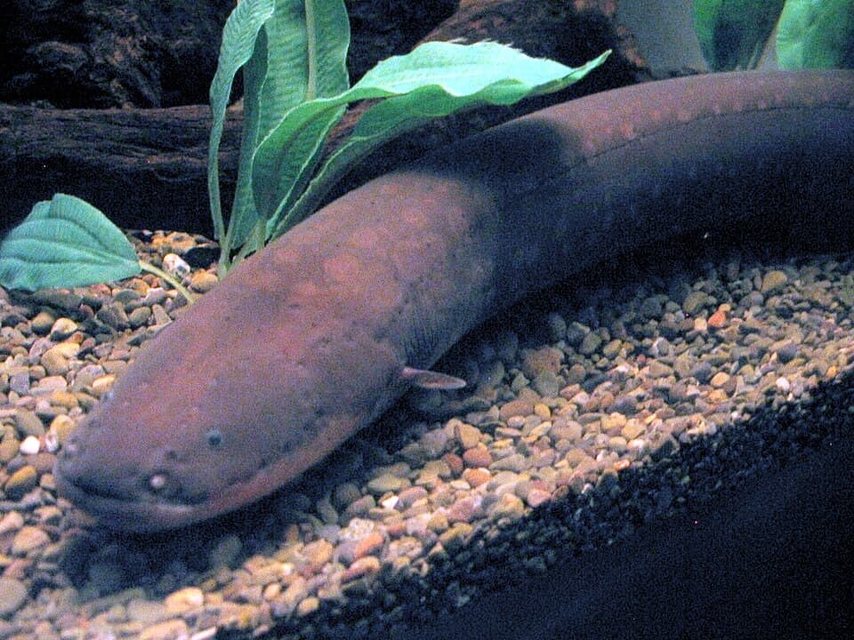 Electric Eel at SeaWorld San Diego